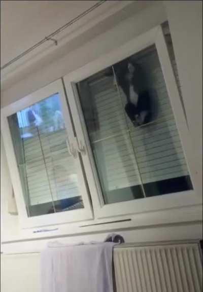 Using a Window For Exit