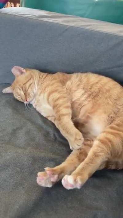 Nap time stretches of a fat, ginger boi
