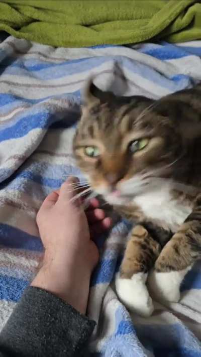 Ollie starting 2025 off lazy...