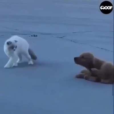 The cutest stalker I’ve ever seen