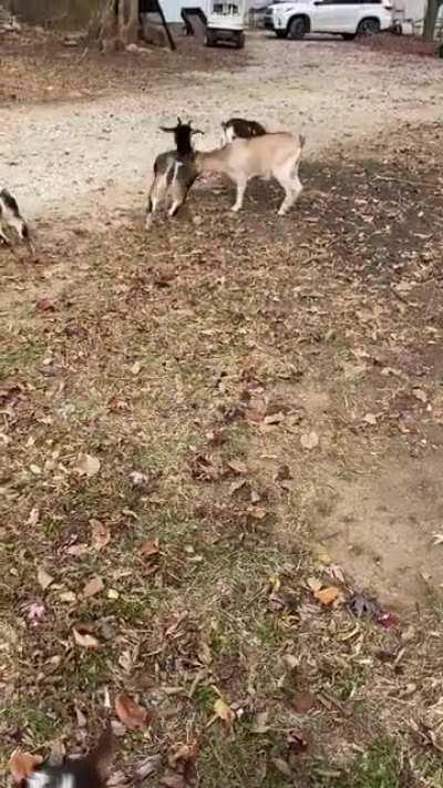 Squeak has no fear…except of mh staff