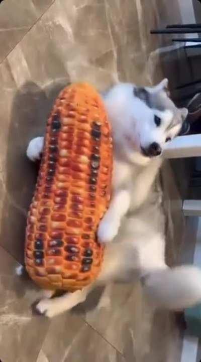 Corn Dog