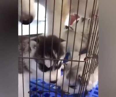 I'm so tired of this kid. But I really love it, people see how it is