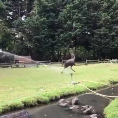 Some kind of big ostrich-like zoomies! Big excitement