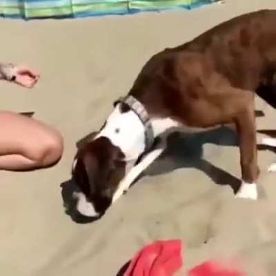 Dog gets bamboozled.