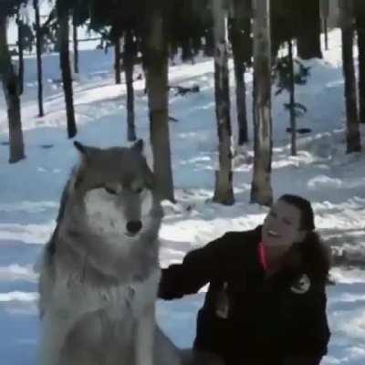 She's actually doing it... Grey wolf boops and belly rubs!