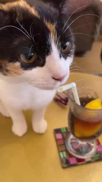 Calico kitten stole my drinking straw