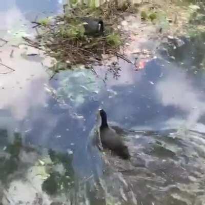 The Eurasian Coot's nest is built by both sexes with the male collecting most of the material which is incorporated by the female. The young are brooded by the female for the first three to four days during which time food is brought by the male.