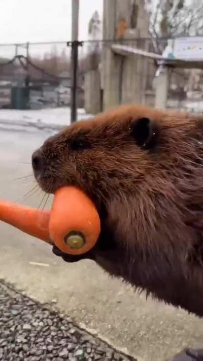 The Beaver Boyz grabbing their morning snacks. After all good nibbles are important to keep one healthy during the flu season. All the best🦫🦫🦫 ~S~
