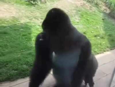 Found hidden footage of zeke trying to learn levi spinning move