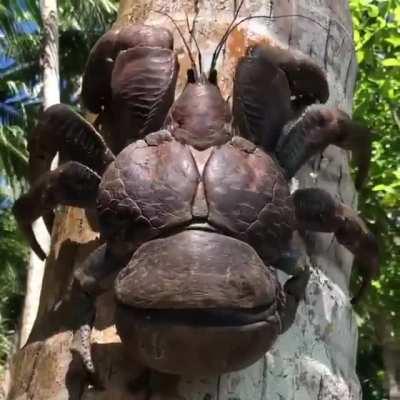 🔥 Close-up video of a Coconut Crab (Birgus latro) climbing a tree. Coconut Crabs are the largest land-based arthropod in the world.