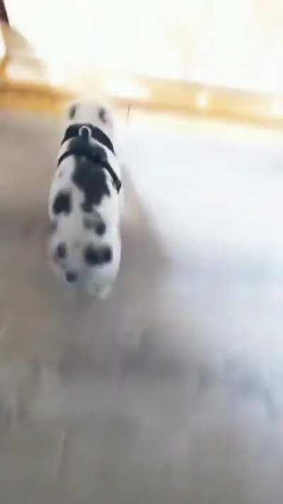 Montapuercos epico 😎