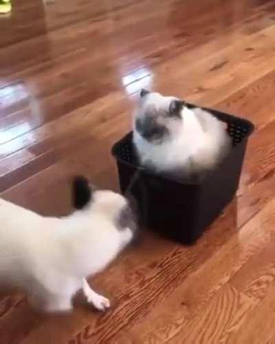 Кто в доме хозяин?!