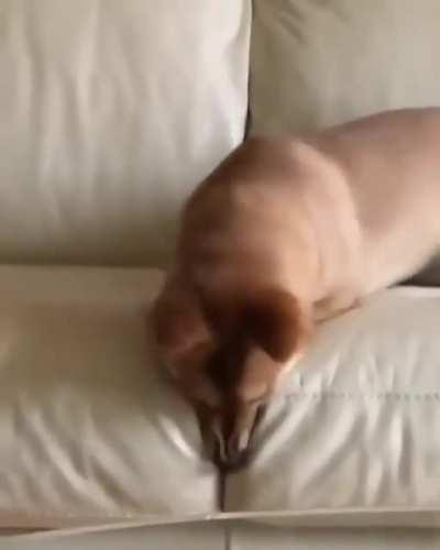 Crumbs from a treat fell between the seat cushions