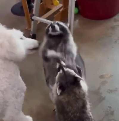 Raccoon playing with bubbles.. 😅