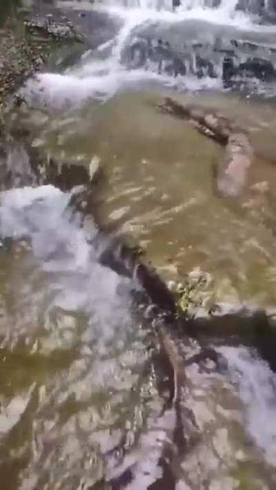 🔥 A pair of giant salamanders