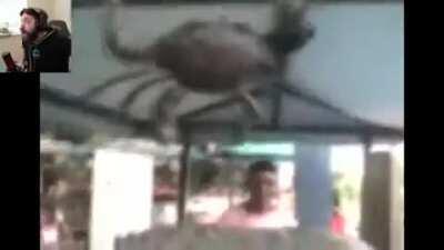 El retorno del Selfiri façendo pah🦀