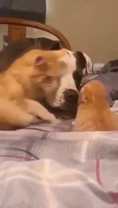 A cat mother introducing her puppy to a friendly dog