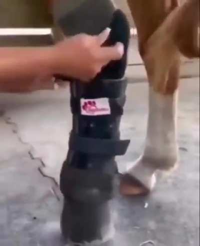 A horse that lost its leg, was given a new prosthetic. Have never seen a happier horse.