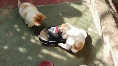 Look at those tails!