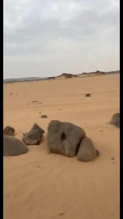 Man calling for Wolf