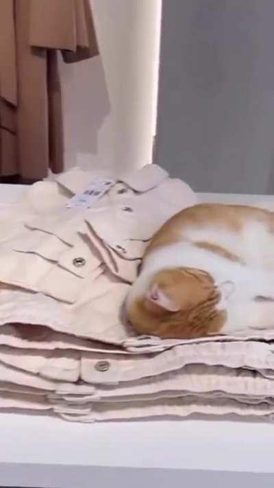 Пушистый Стамбул