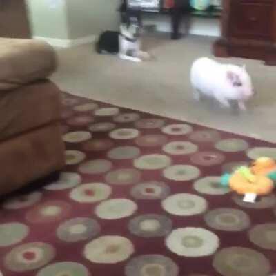 Pig playing with her toys