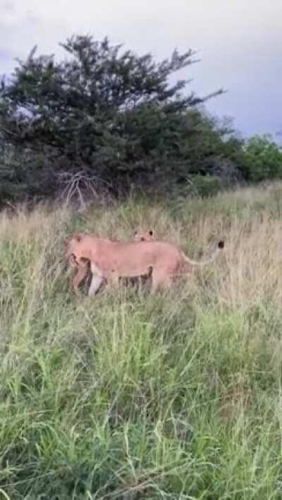 That was so fast. The tour guides probably thought the lion would not be able to stop in time!