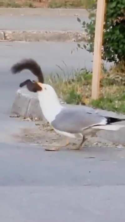 Bird swallows squirrel Whole WTF? 