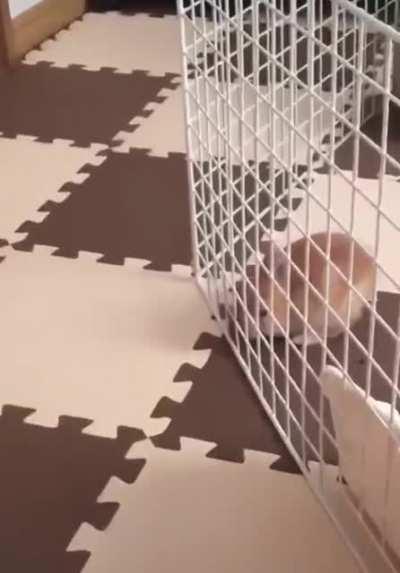 Floof is too smol to be caged