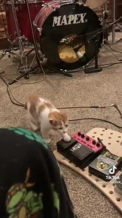 Kitten’s first experience with a metronome