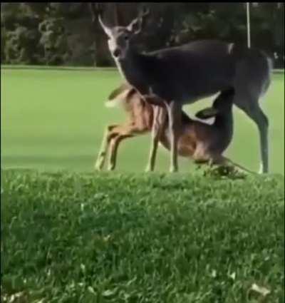 watching golf with the family