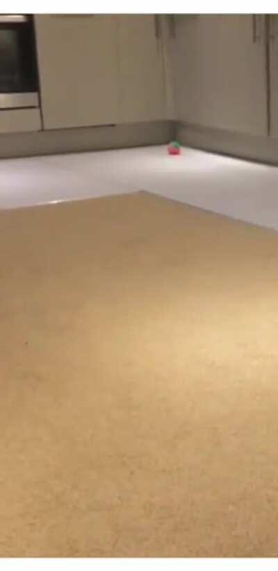 Ever wondered what a day in the life of a puppy Whippet is like?