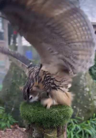 🔥 Owl does a happy dance when landing