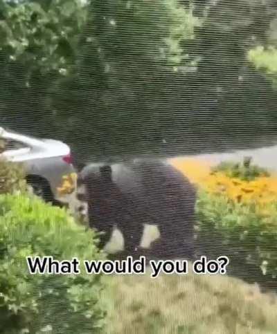 Bear breaks into guy’s home