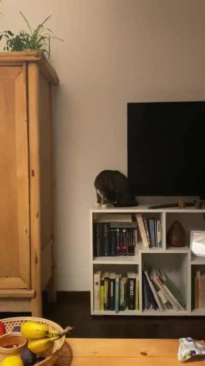 My cat doing some complex jumping catculations!