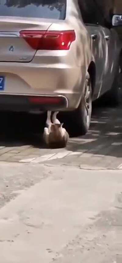 Cat preparing for the Dog Wars