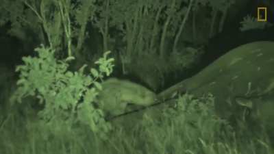 This is what happens to an elephant’s corpse after it dies