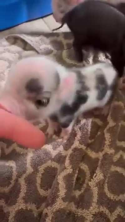 ViOlEnT PiGleT MaULs HuMaN hAnD