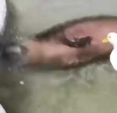 Brutal Attack on Capybara