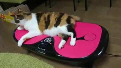 This is my Life Meow