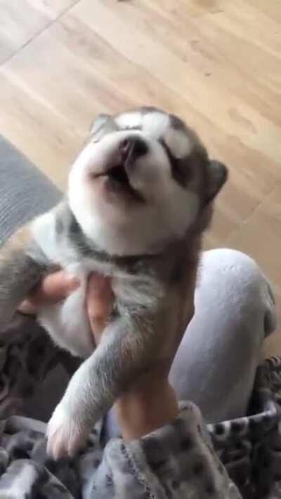 Немного милоты