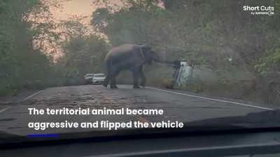 Driver refused to yield to elephant in its territory with consequences