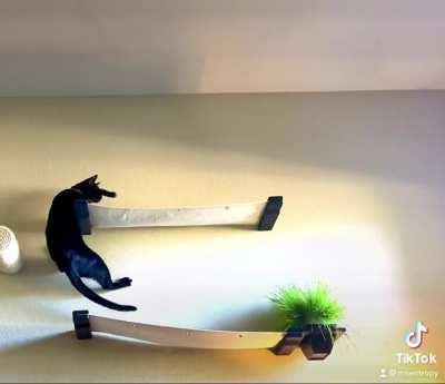 Baby Satan had too much catnip