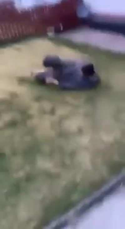 The flamingo with rare perfect shrimp form!