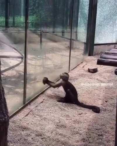 Monkey see, Monkey Destroy