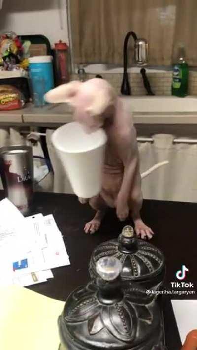 I think the styrofoam interrupted its signal to the mothership