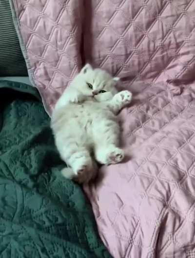 What a cutie bun😇