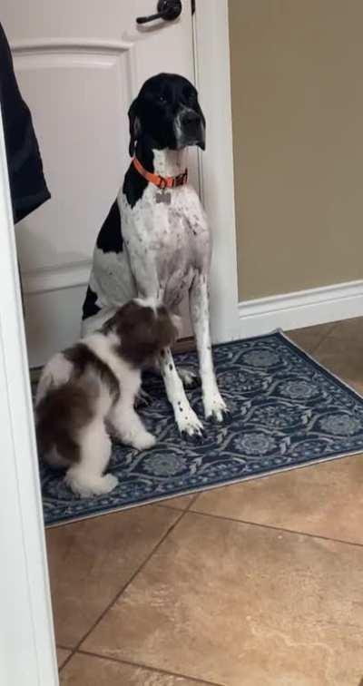 Parents puppy has an obsession with my English pointer. He even goes outside chases birds and points like him now.