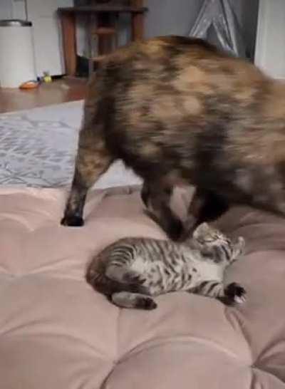 A CUTE Sleep Startle!